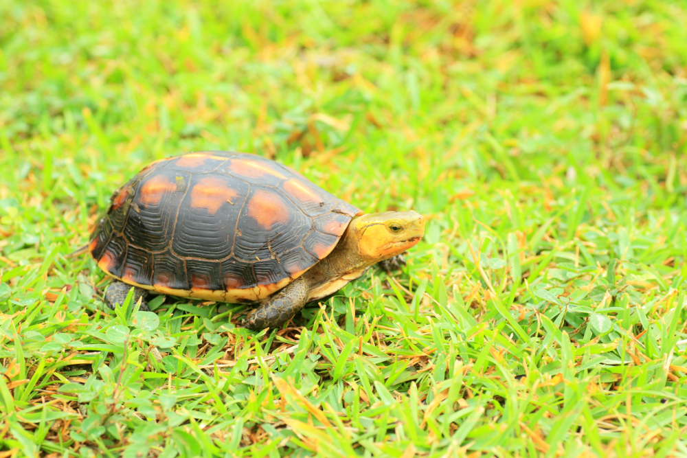 Gelbrand-Schanierschildkröte