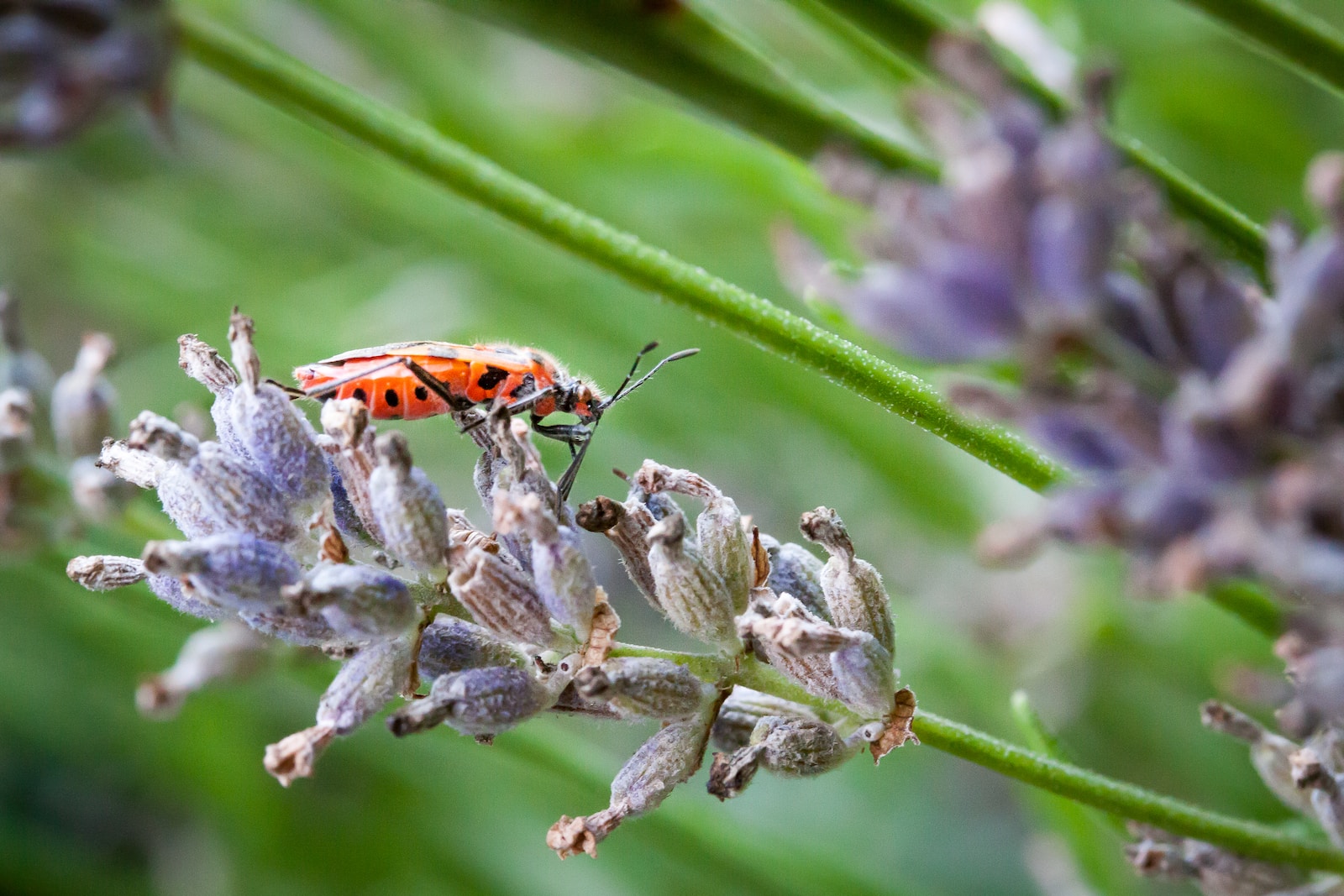 a small orange bug sitting on top of a purple flower
