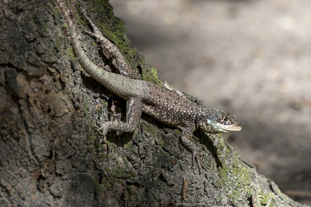 Halsband-Kielschwanzleguan