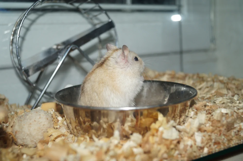 Terrarium für Hamster