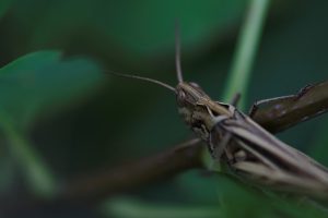 brown grasshopper perched on brown stem in close up photography during daytime