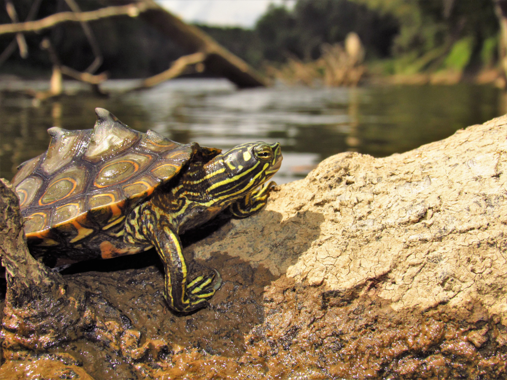 Höcker Landschildkröte