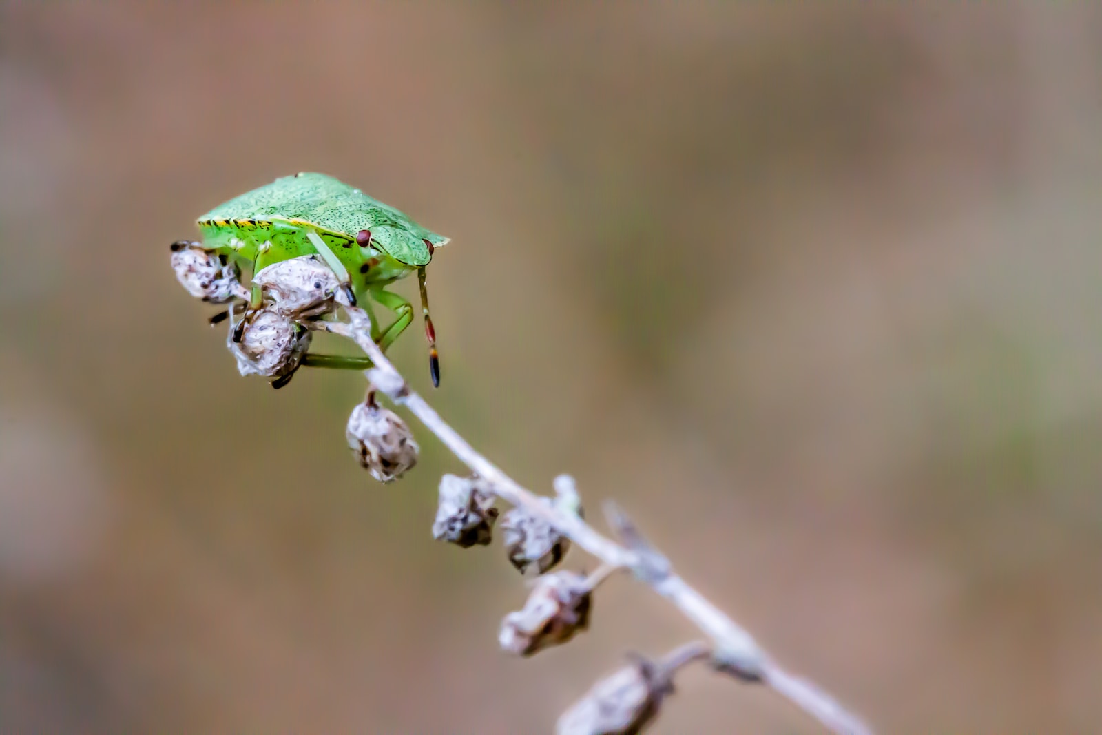 a green leaf on a branch