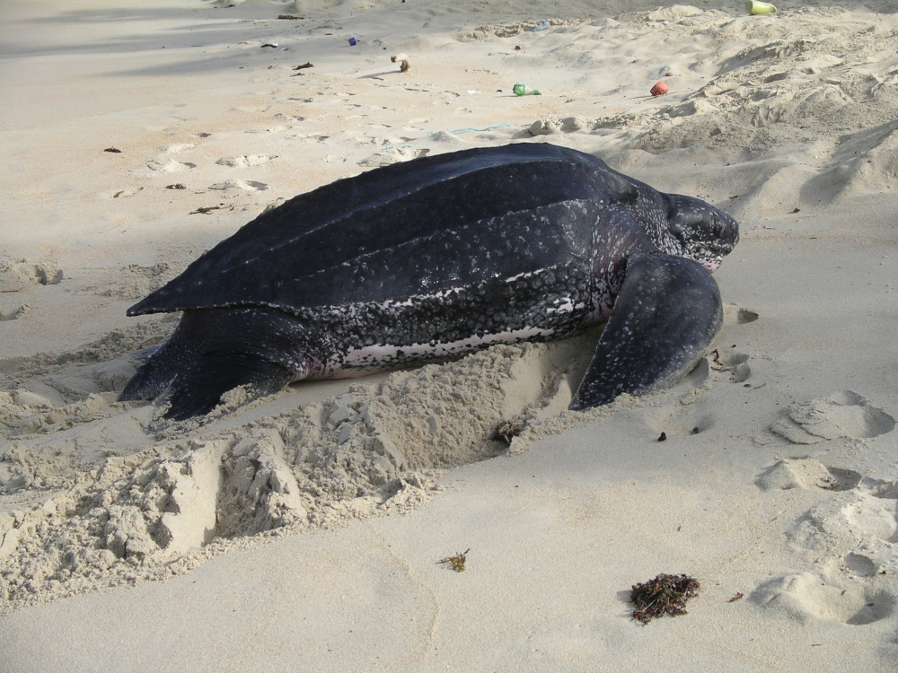 Lederschildkröte