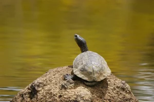 Maurische Wasserschildkröte
