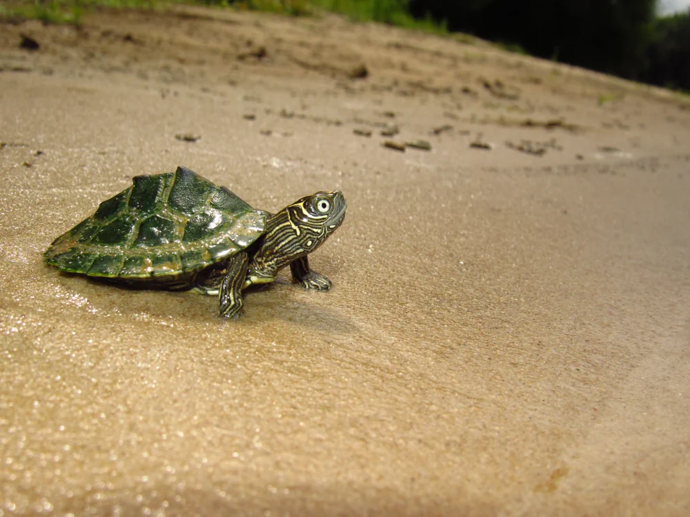 Mississippi-Höckerschildkröte