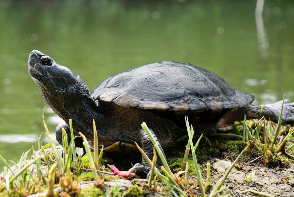 a turtle sitting on the ground next to a body of water