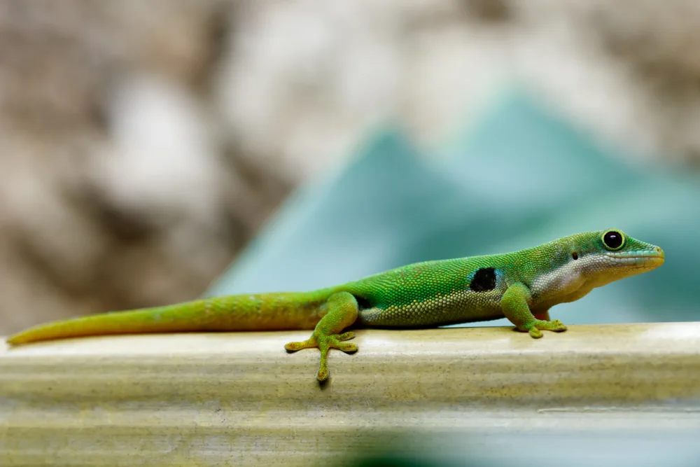 Pfauenaugen-Taggecko