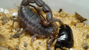 Scorpion Futter