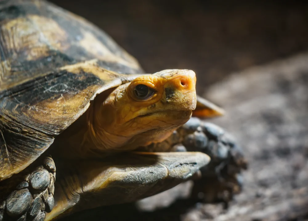 Stachelrand-Gelenkschildkröte