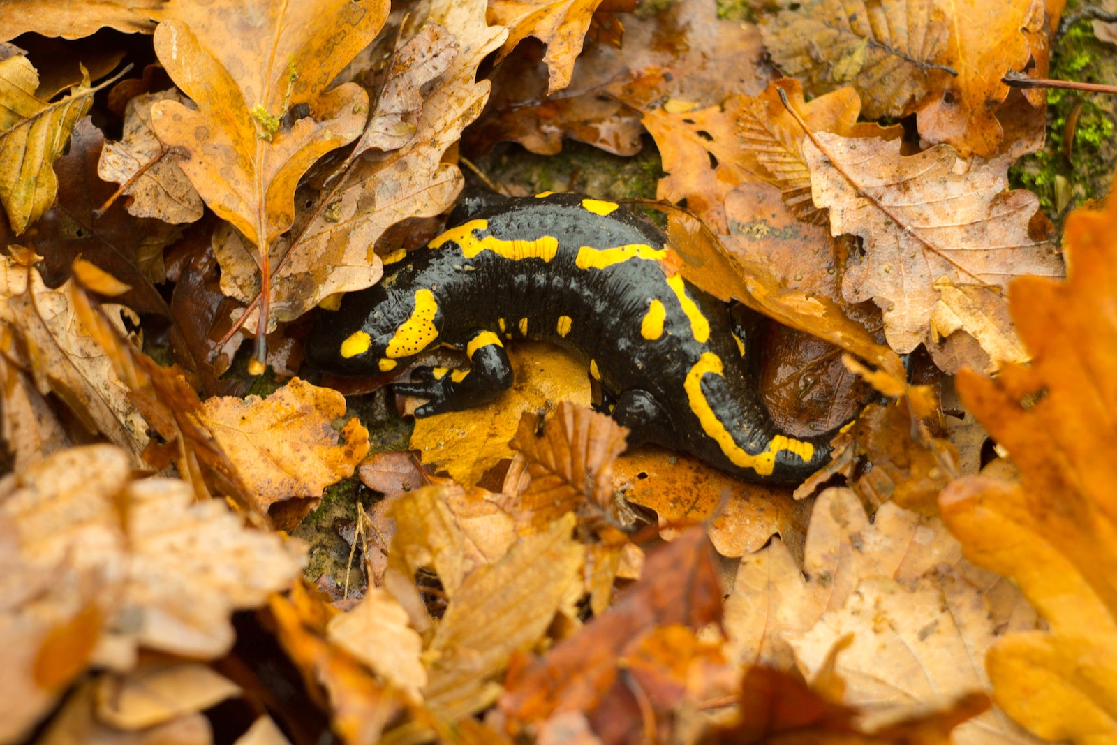 a yellow and black caterpillar sitting on top of leaves