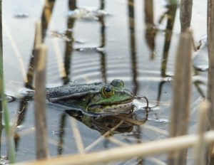a frog sitting on top of a body of water