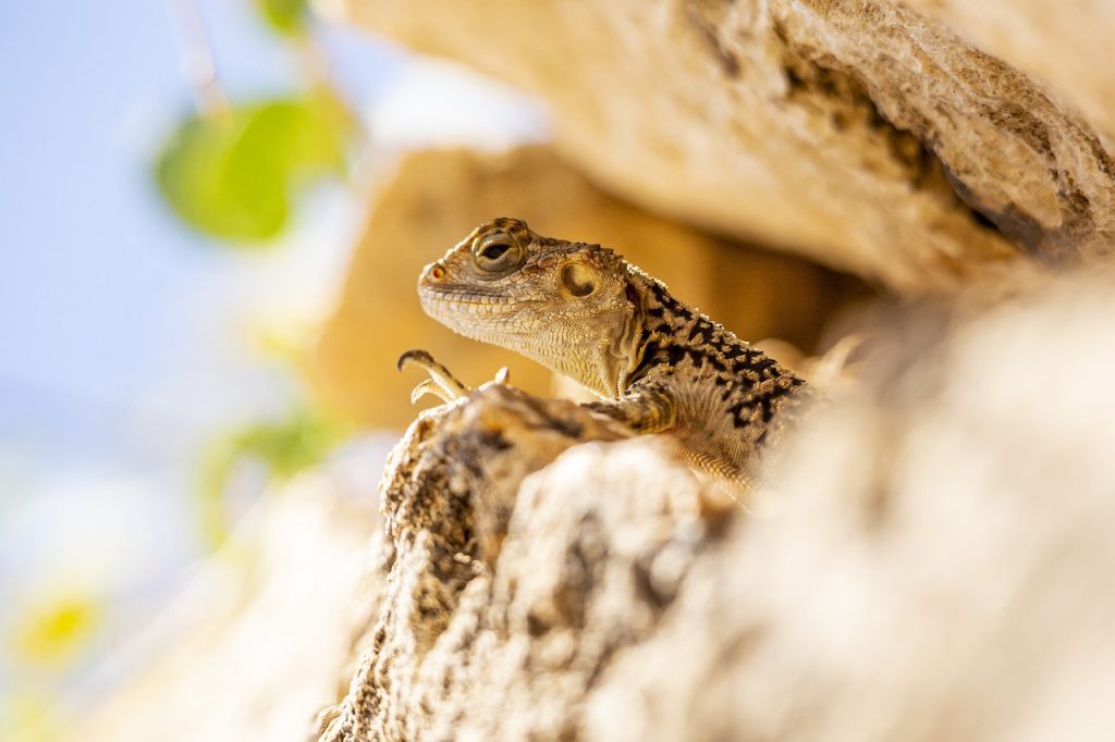 rock, lizard, reptiles