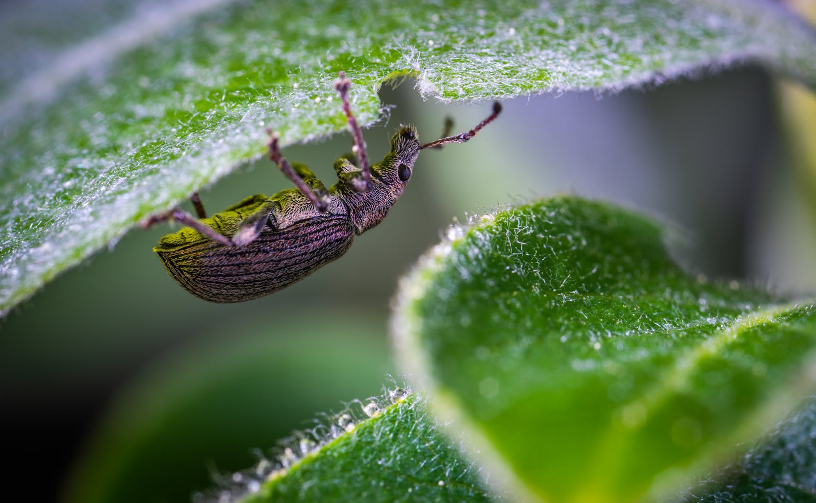 Selective Focus Photography of Black Zophobas Morio Beetle Perched Under Green Leaf