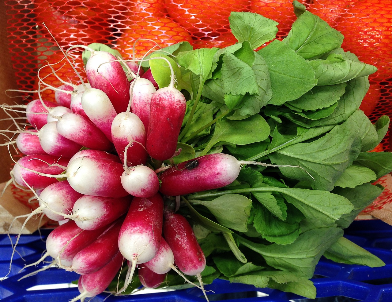 radish, vegetables, vegetable garden