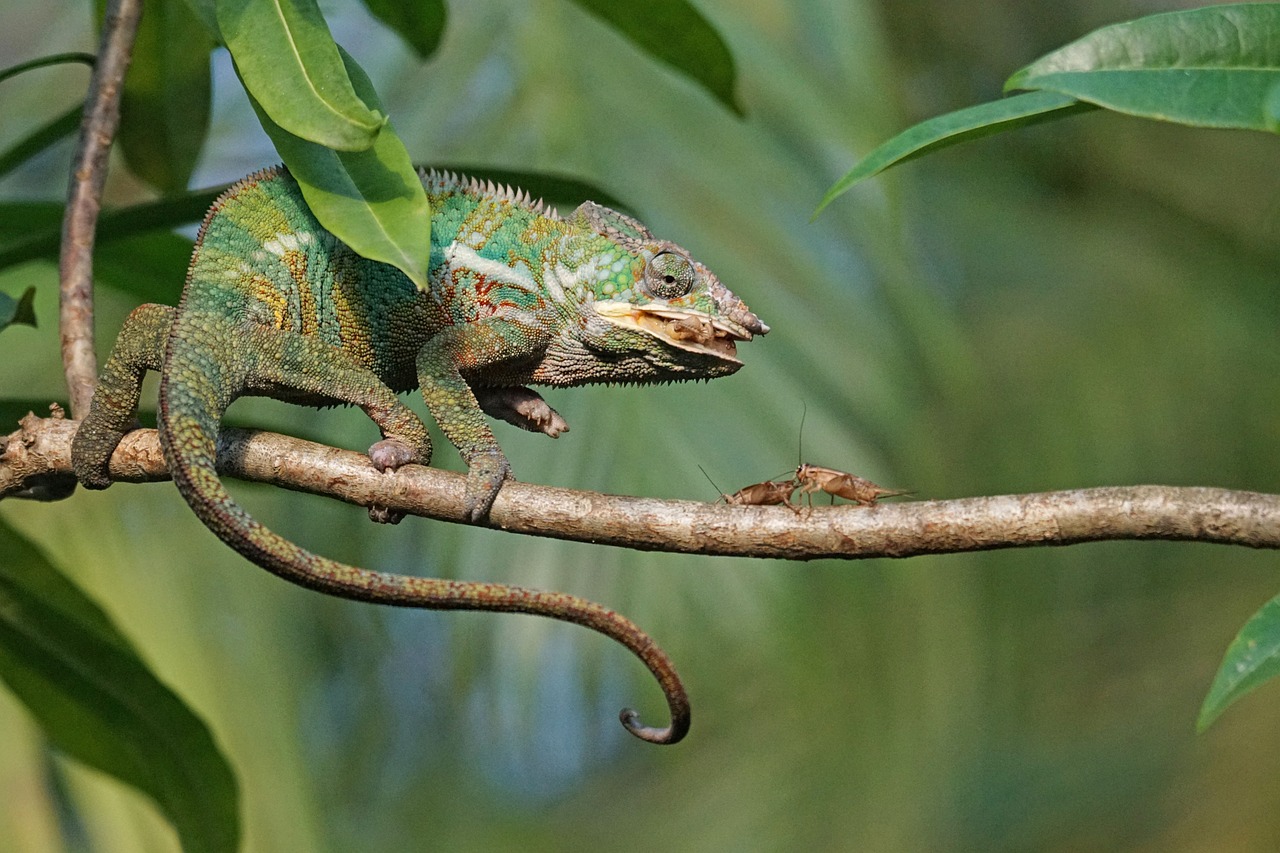 panther chameleon, feed, wolf down