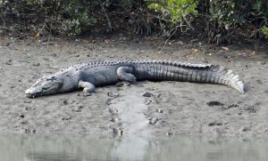 saltwater crocodile, crocodylus porosus, estuarine