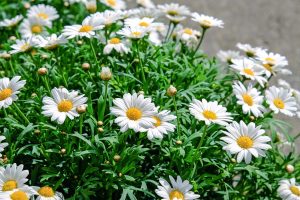 daisies, flowers, bloom