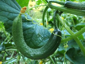 cucumber, bend, crane