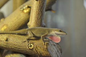 carolina anole, anolis, male