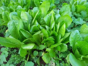 endive, health, green juice