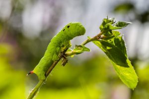 caterpillar, medium wine enthusiast, green caterpillar