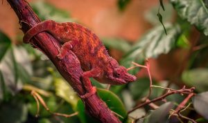 chameleon, nature, exotarium