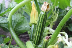 zuchini, green zucchini, vegetables