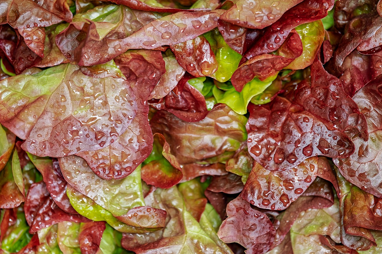 lollo rosso, cut salad, salad