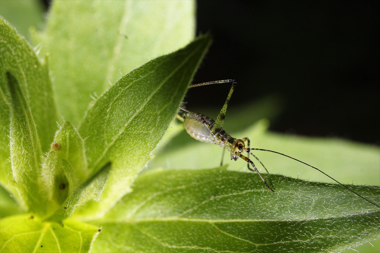 insect, grasshopper, nature