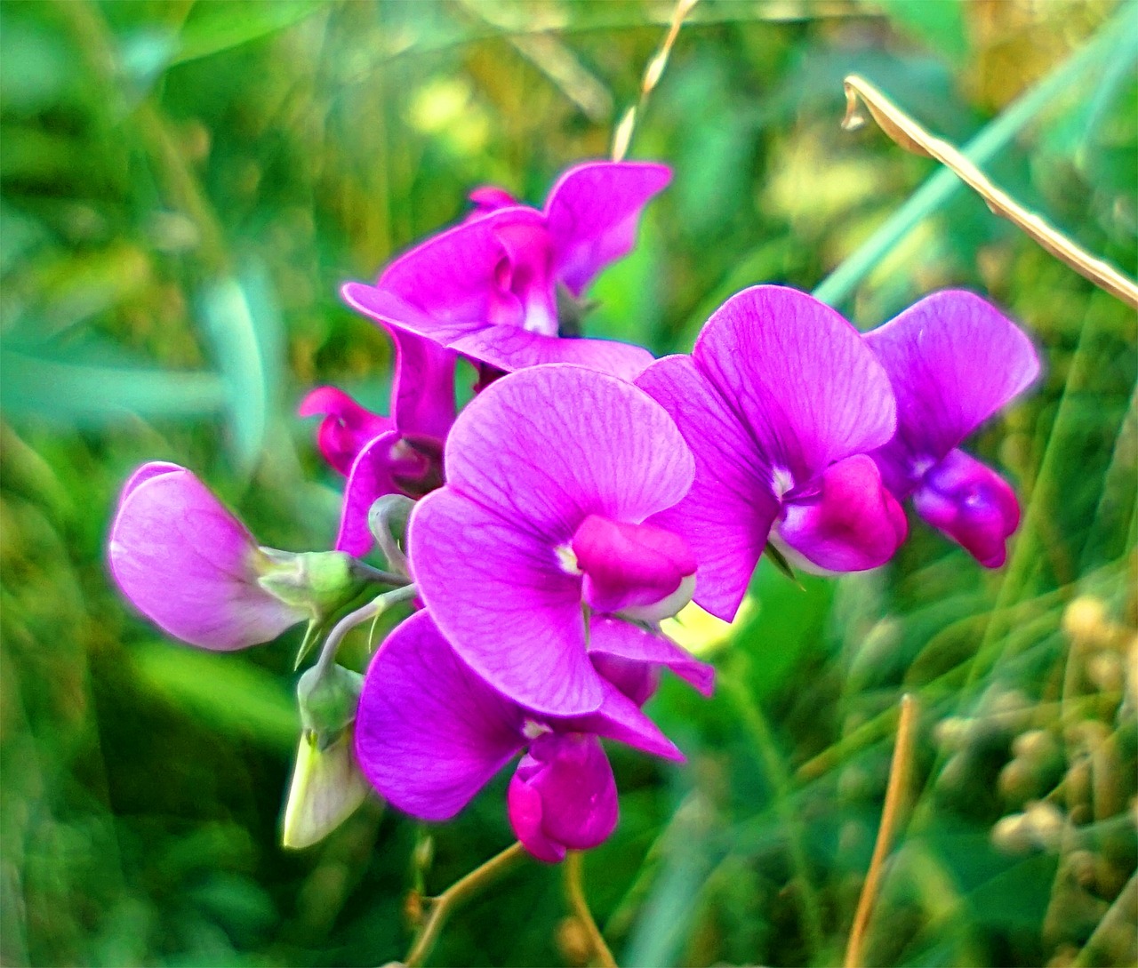 vetches, flower background, flower