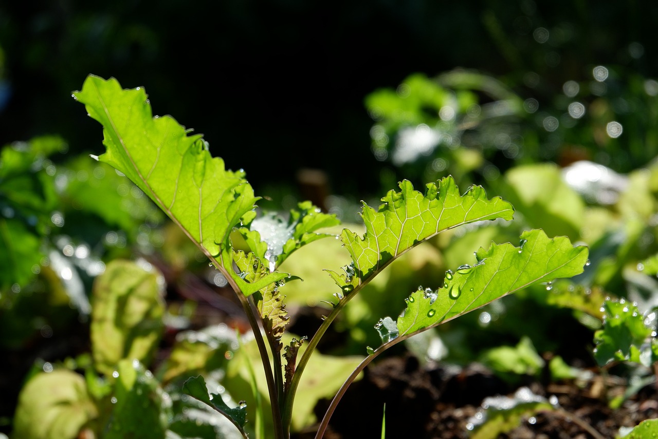 altmärk of brown kohl, altmark, kale