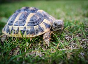 tortoise, greek tortoise, reptile