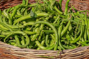 bush beans, vegetable, harvest