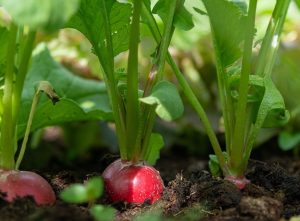 radish, vegetables, root