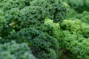 kale, fresh, vegetables