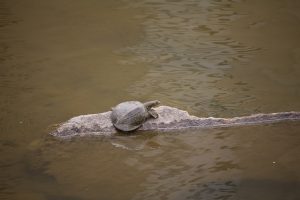 turtle, goto sleep, wild