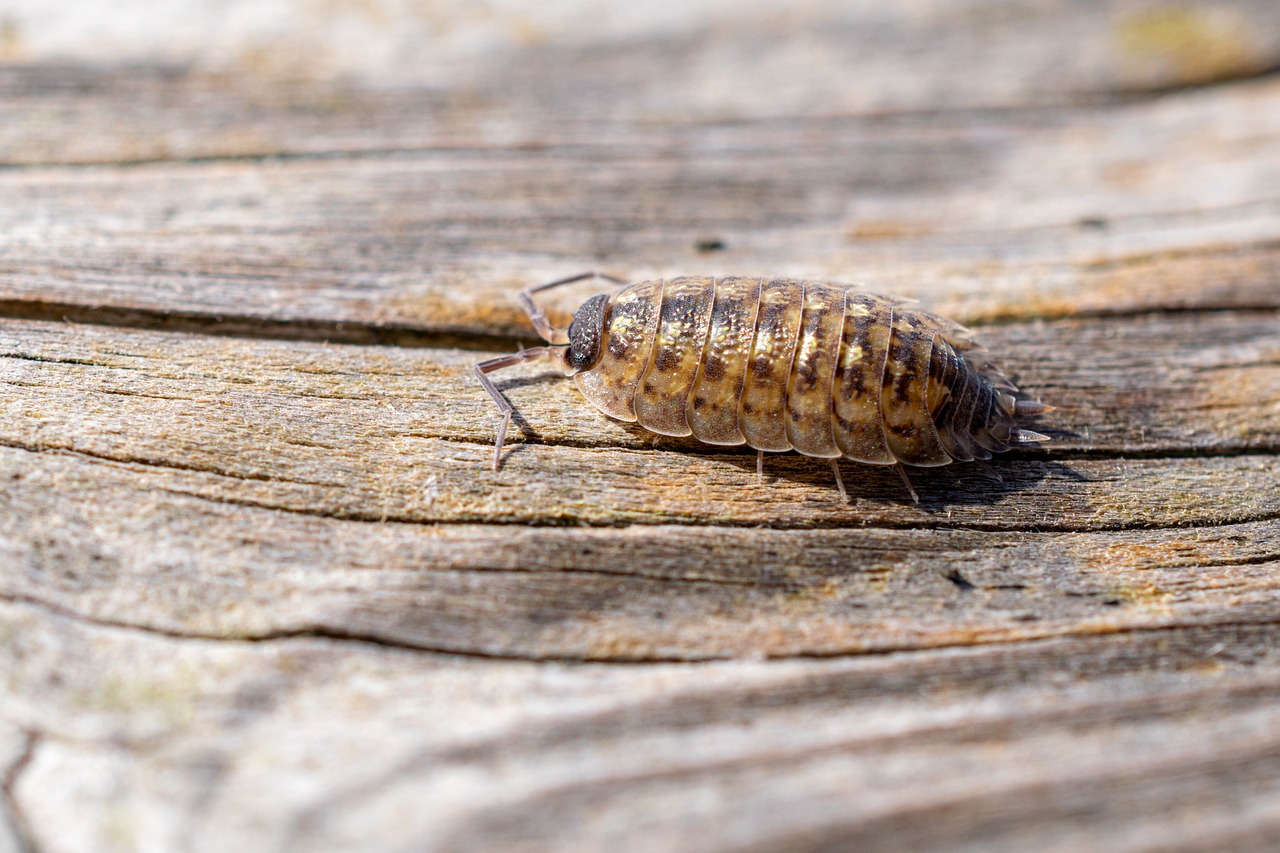 cellar rattle, assel, crawling animal