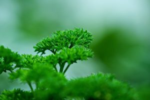 parsley, vegetable, green leaves