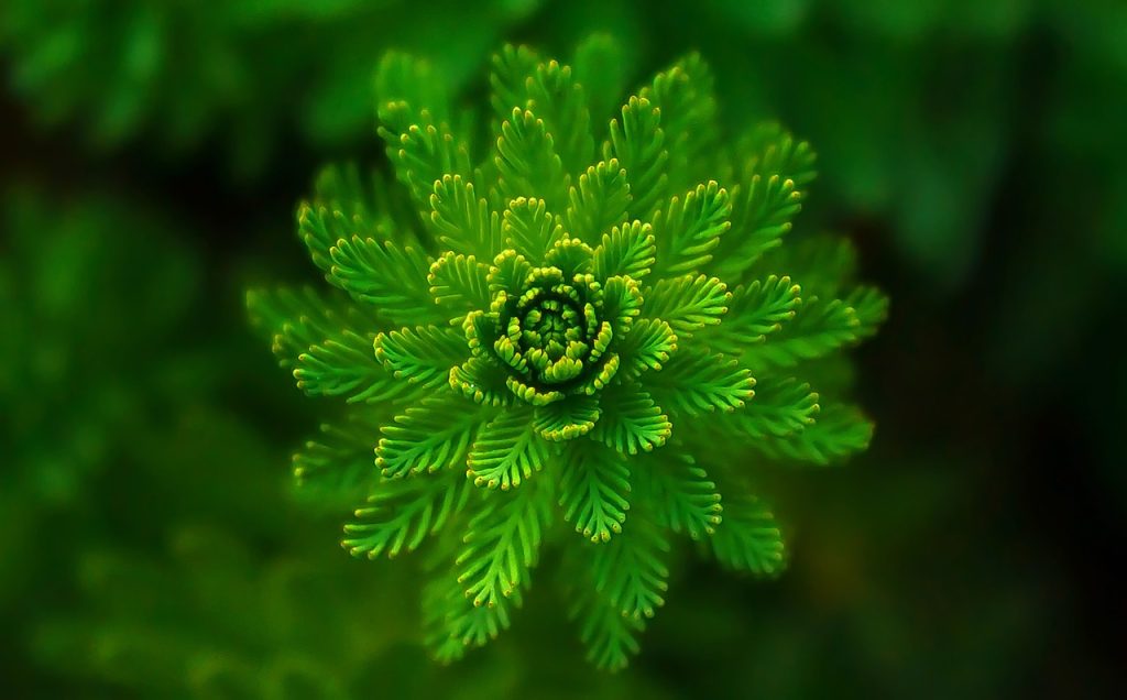 fern, leaves, foliage