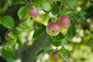 apples, apple tree, ripe apples