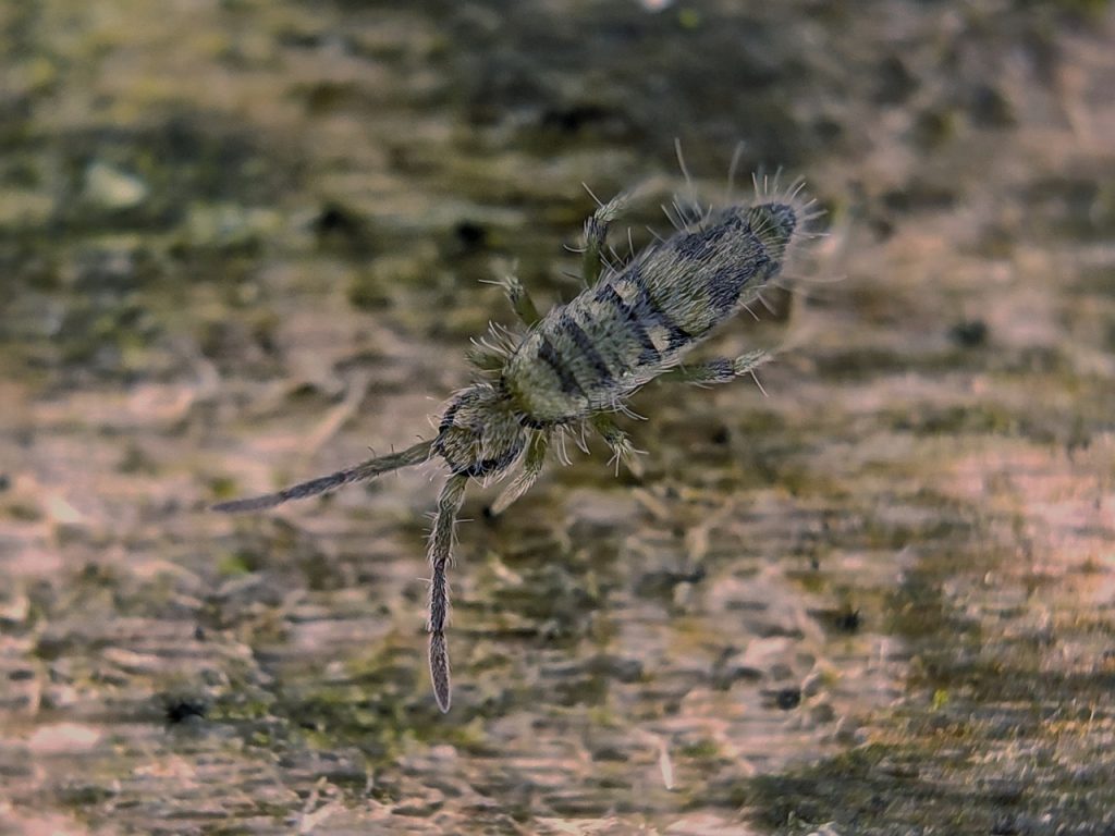 insect, springtail, macro