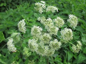 heracleum sphondylium, eltrot, hogweed