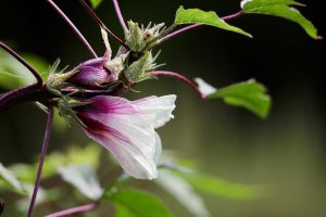 roselle, hibiscus sabdariffa, blossom