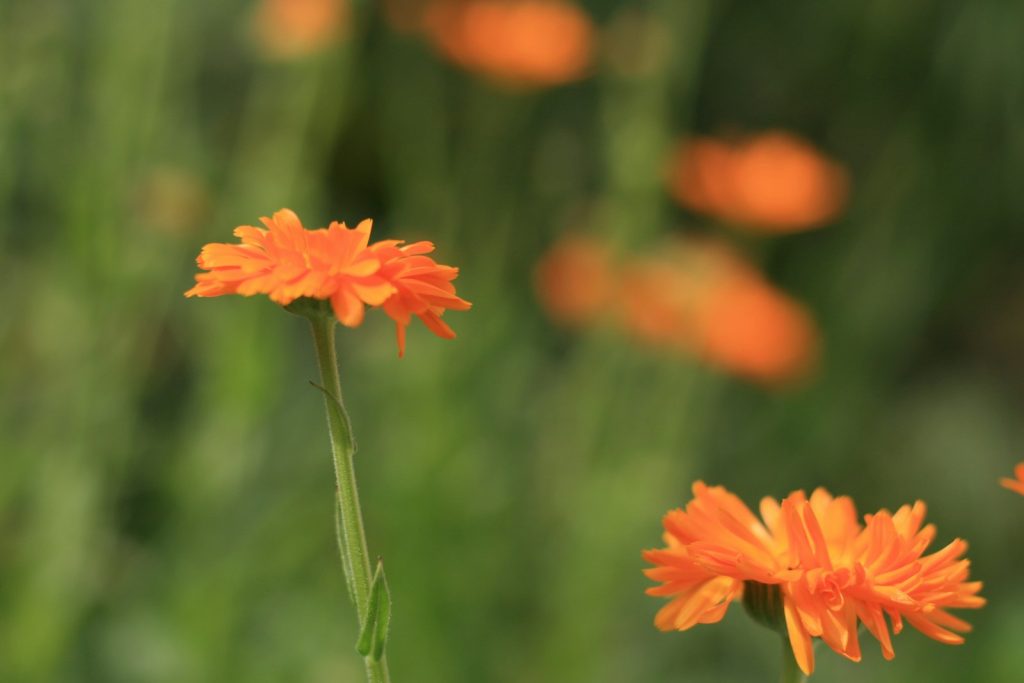 a close up of some orange flowers in a field