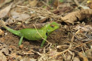 Nistplatz für Reptilien