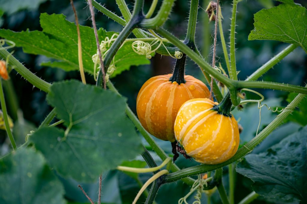 orange pumpkin on green plant