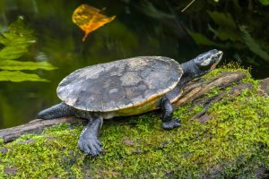 Rotbauch Spitzkopfschildkröte