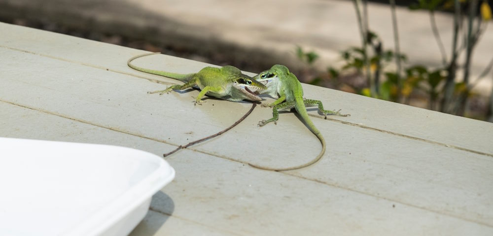 Stress für Reptilien vermeiden