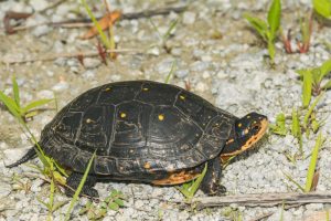 Tropfenschildkröte